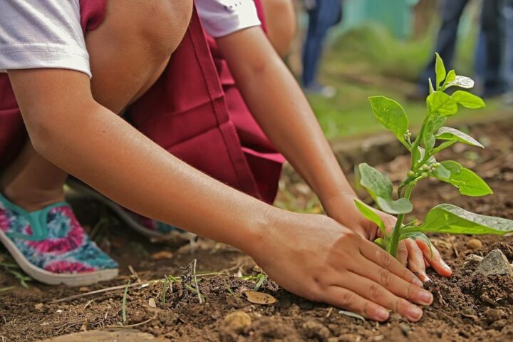Child planting a young seedling in the soil