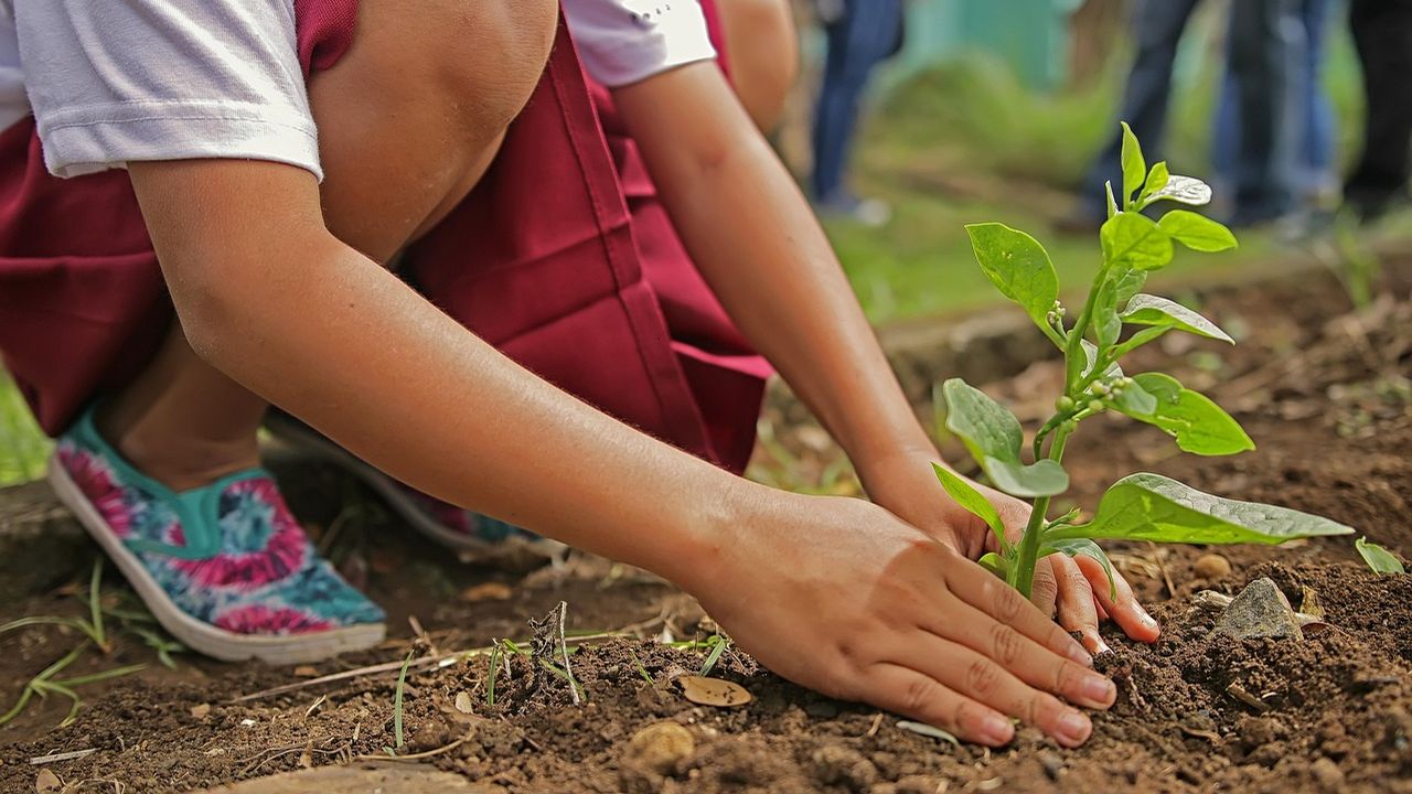 Child planting a young seedling in the soil