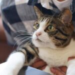 Cat, work, technology, pet, cute, animal, pc, keyboard, remote work