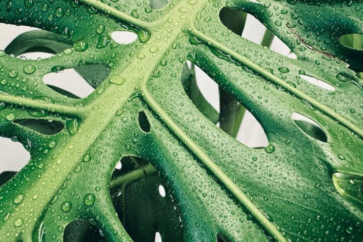 Monstera deliciosa, plant, mac wallpaper, 4k wallpaper 1920x1080, wallpaper 4k, desktop backgrounds, hd wallpaper, wallpaper hd, beautiful wallpaper, nature, floral background, cool backgrounds, leaves, tropical, 4k wallpaper, free wallpaper, laptop wallpaper, free background, wallpaper, green, full hd wallpaper, waterdrops, windows wallpaper, closeup, China, Jilin, Jilin City