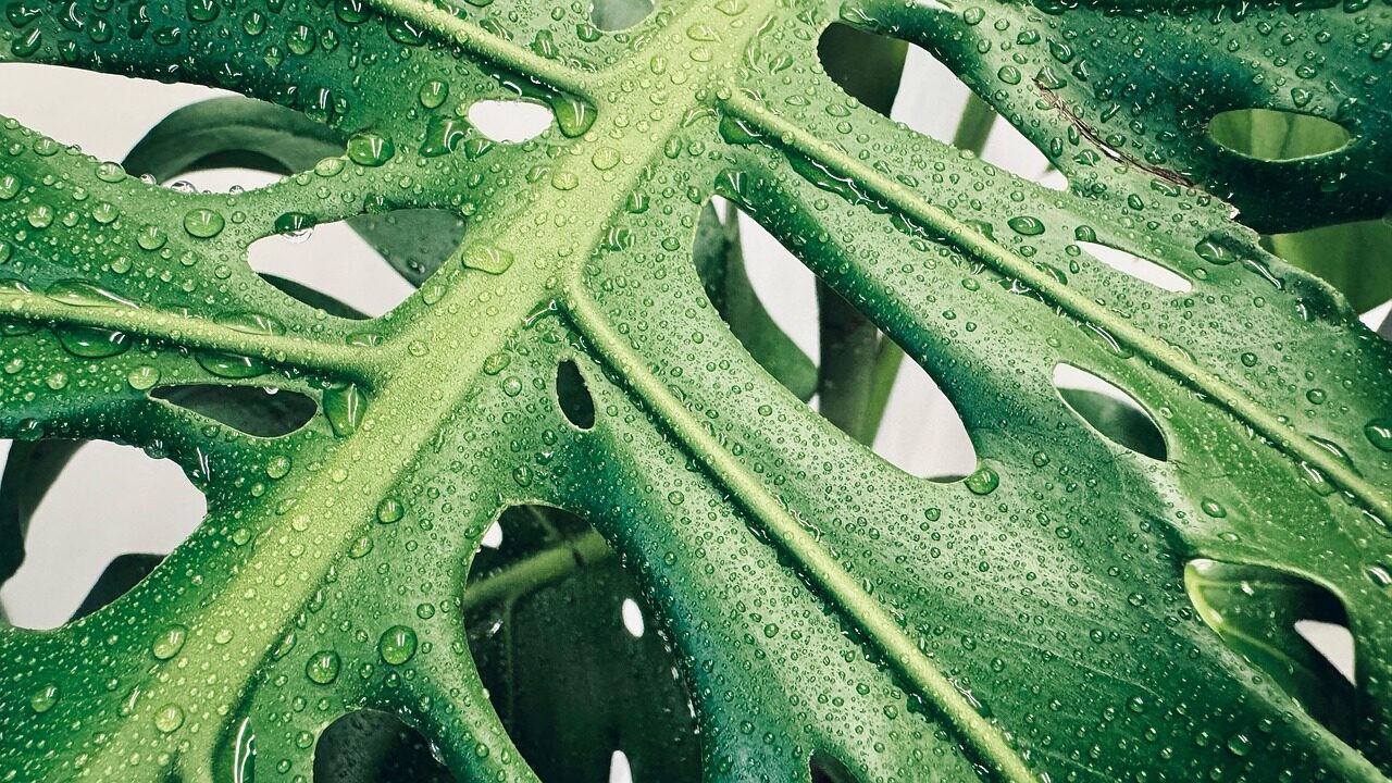 Monstera deliciosa, plant, mac wallpaper, 4k wallpaper 1920x1080, wallpaper 4k, desktop backgrounds, hd wallpaper, wallpaper hd, beautiful wallpaper, nature, floral background, cool backgrounds, leaves, tropical, 4k wallpaper, free wallpaper, laptop wallpaper, free background, wallpaper, green, full hd wallpaper, waterdrops, windows wallpaper, closeup, China, Jilin, Jilin City