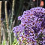 Flower, beautiful flowers, marrakech, morocco, garden, flower wallpaper, majorelle, flower background, nature