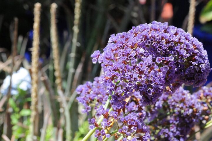 Flower, beautiful flowers, marrakech, morocco, garden, flower wallpaper, majorelle, flower background, nature