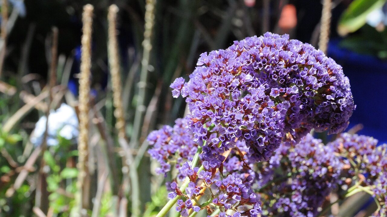 Flower, beautiful flowers, marrakech, morocco, garden, flower wallpaper, majorelle, flower background, nature