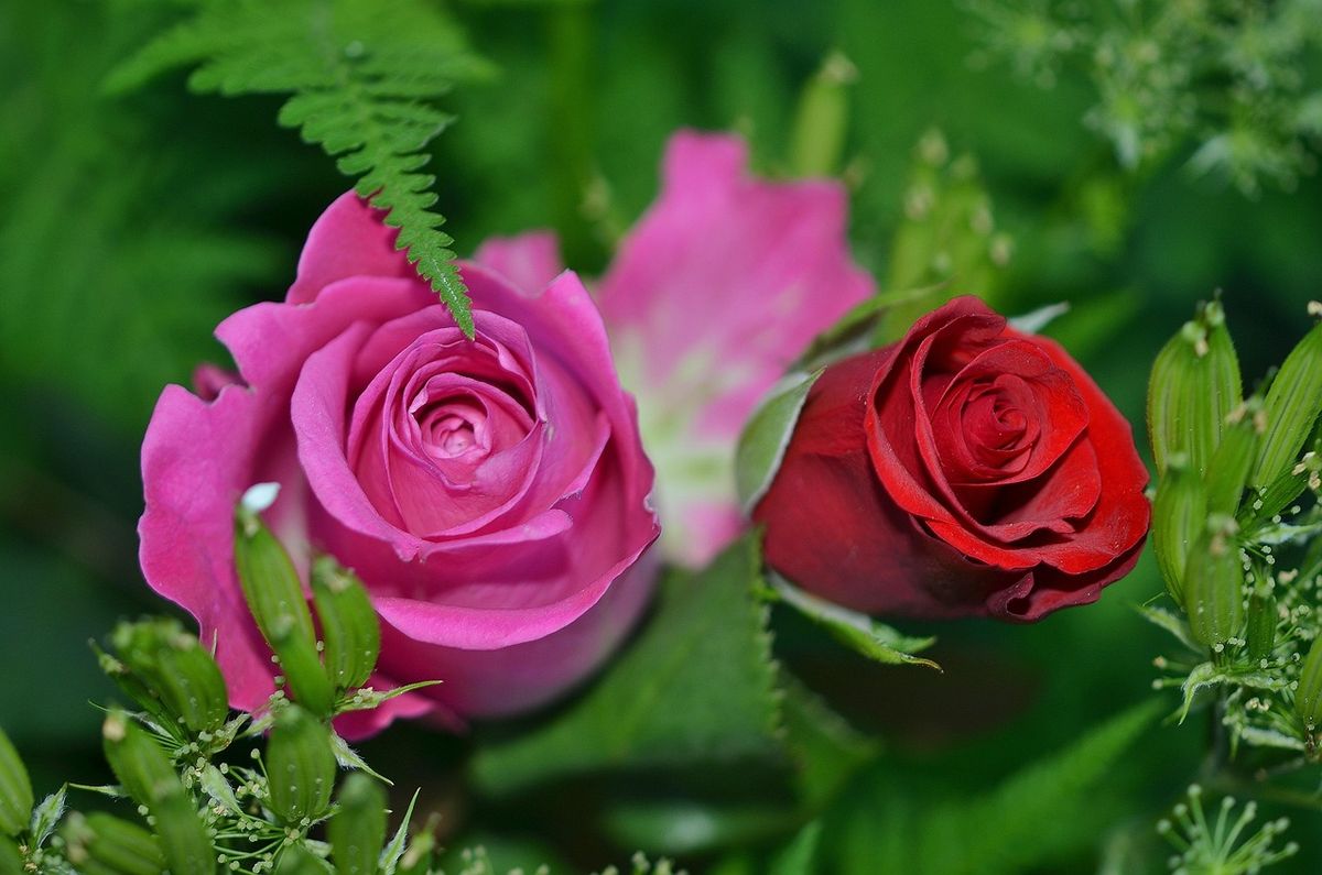 Pink and red roses blooming among ferns
