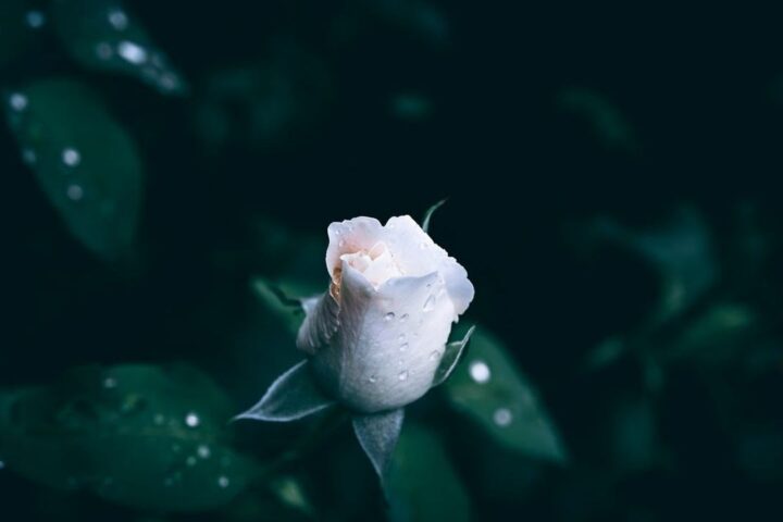 Single white rose against dark leaves