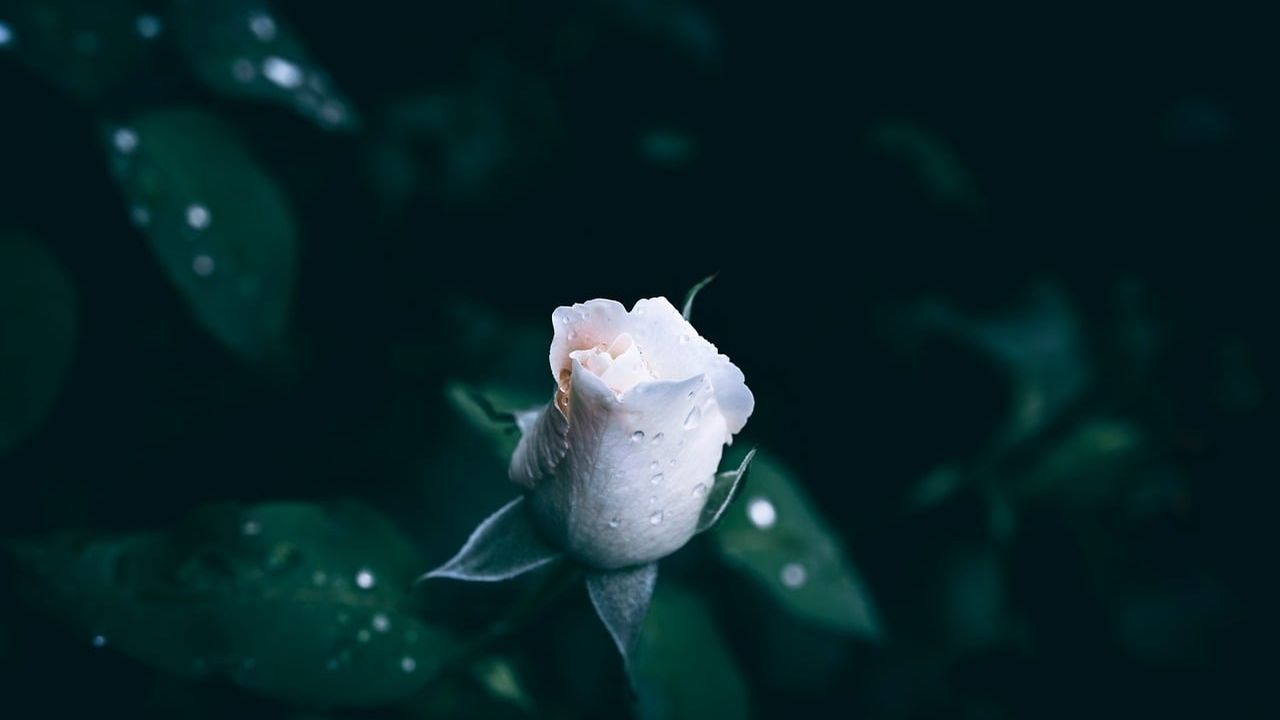 Single white rose against dark leaves
