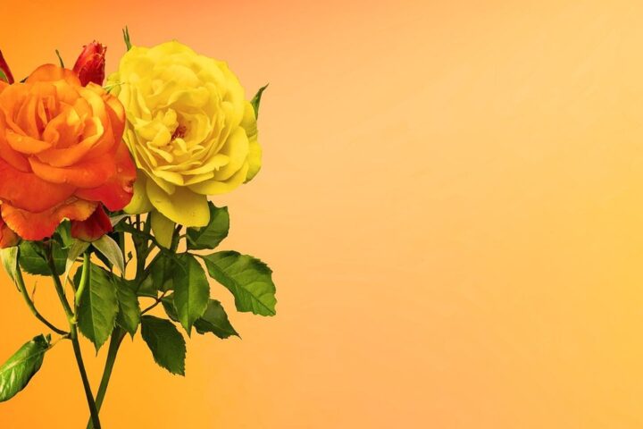 Orange and yellow roses against an orange background