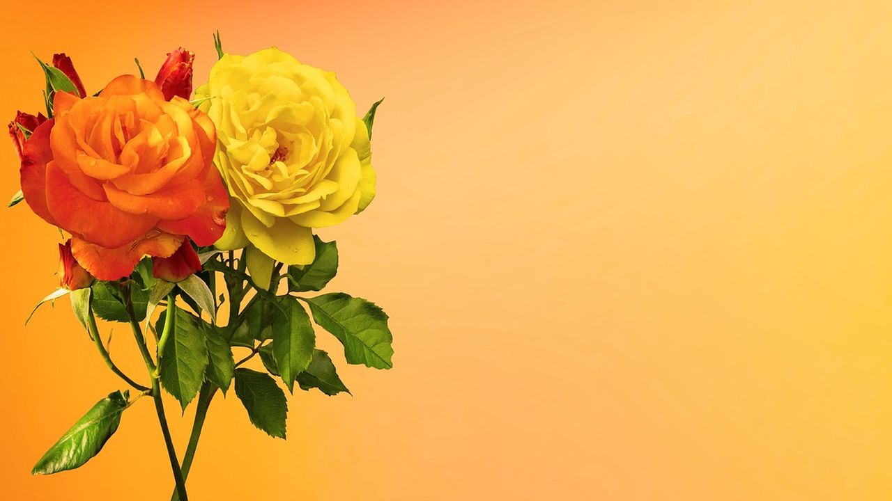Orange and yellow roses against an orange background