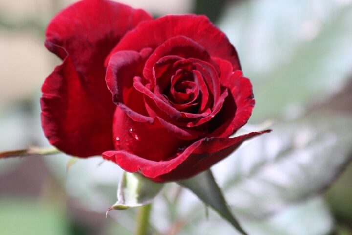 Deep red rose in bloom