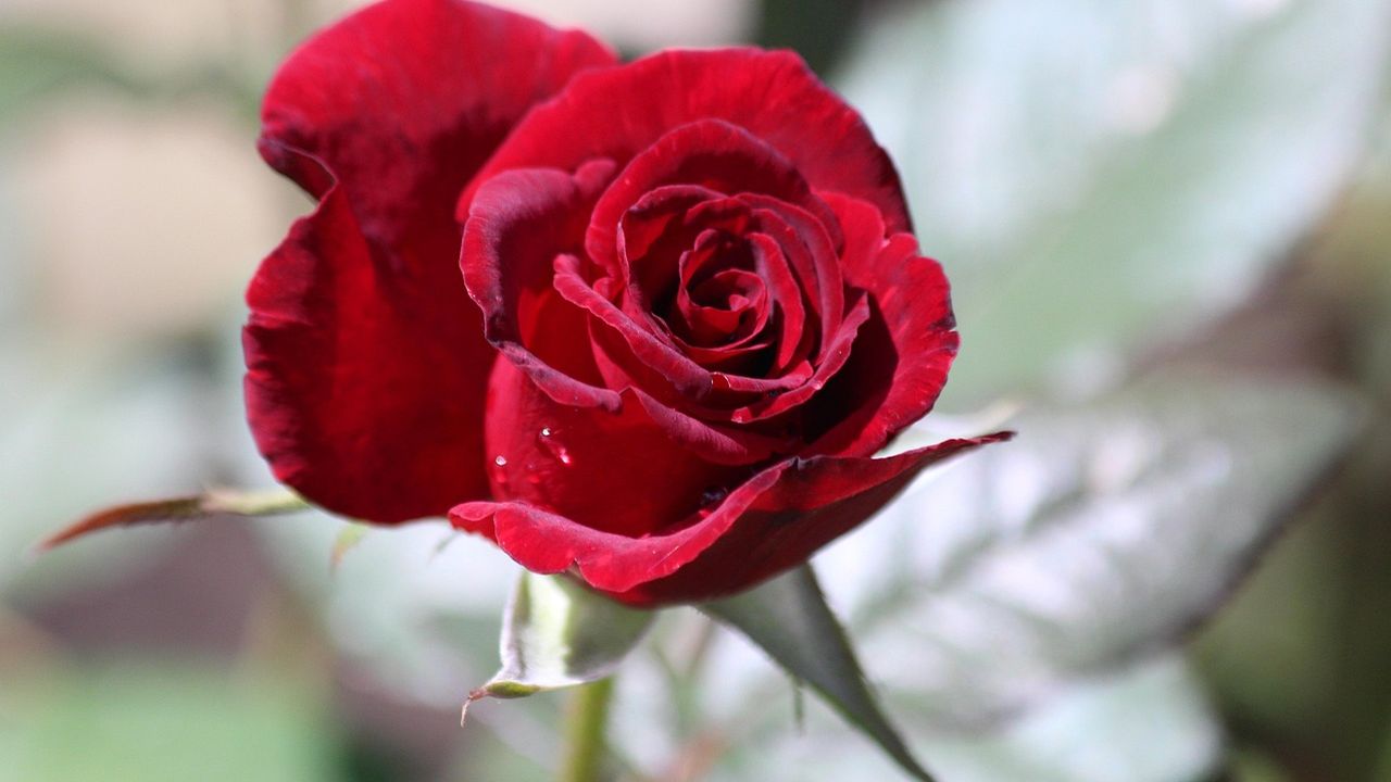 Deep red rose in bloom