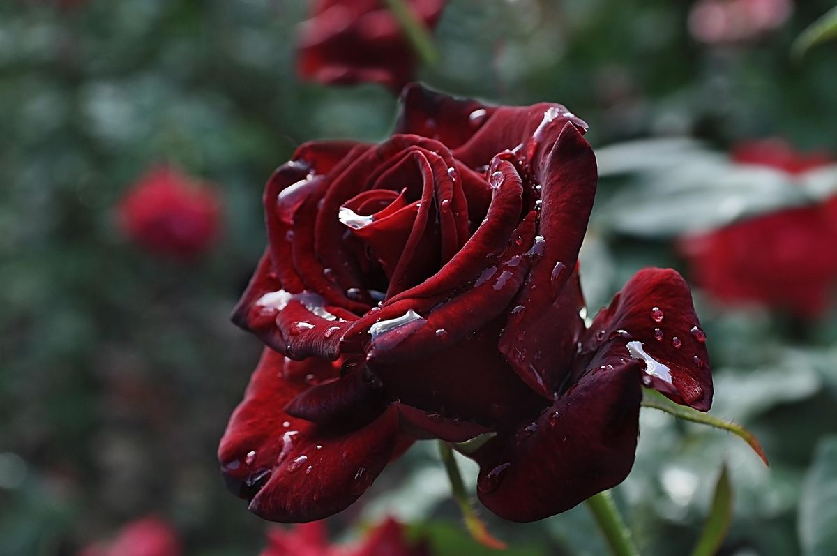 Dark burgundy rose with raindrops