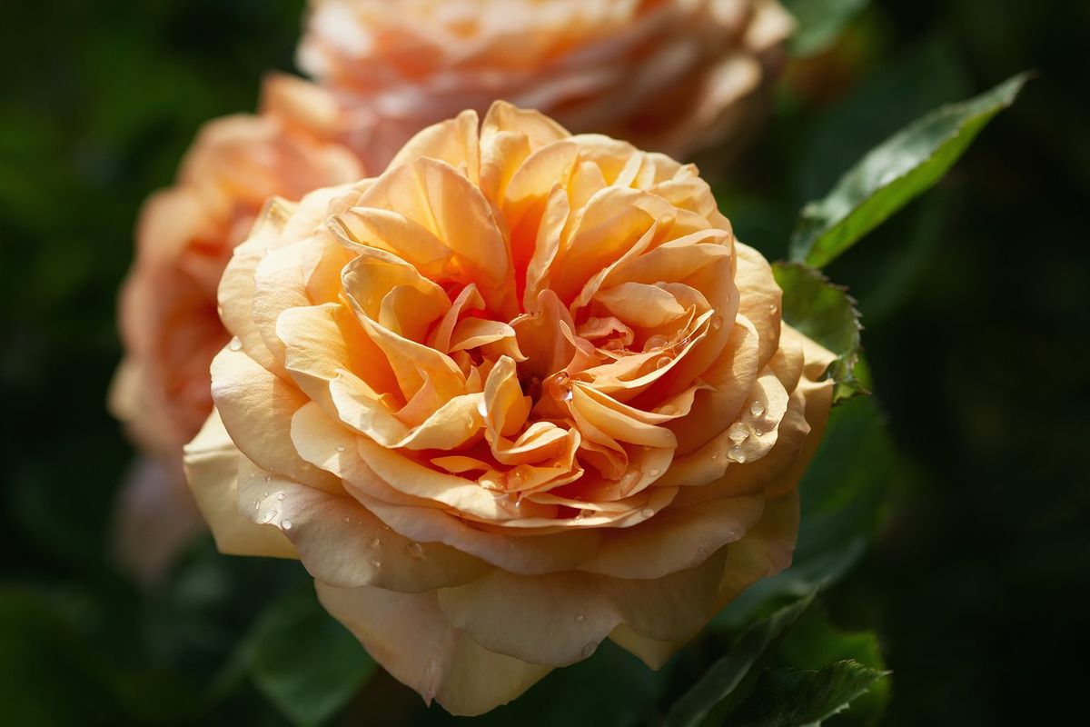 Close-up of an apricot English rose