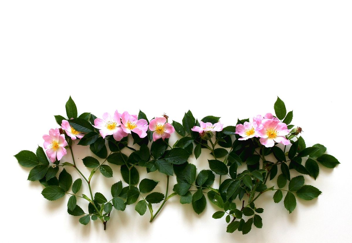 Spray of small pink wild roses on white