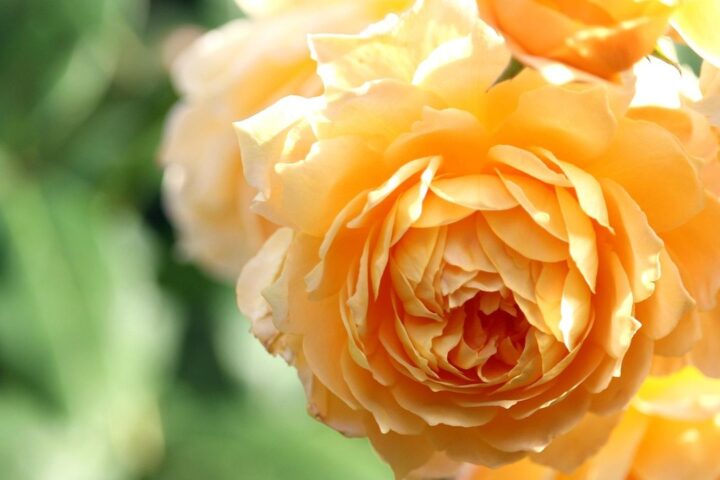 Close-up of a soft apricot English rose