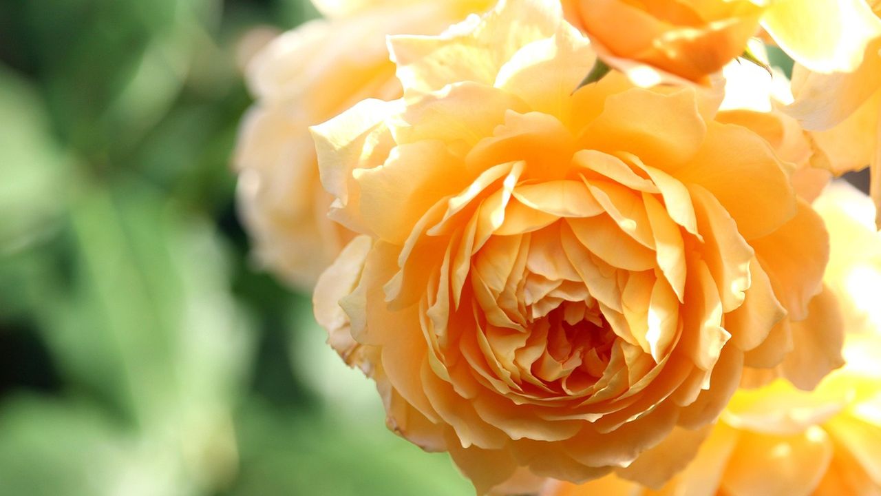 Close-up of a soft apricot English rose