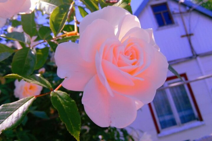 Pale pink rose in front of a cottage window