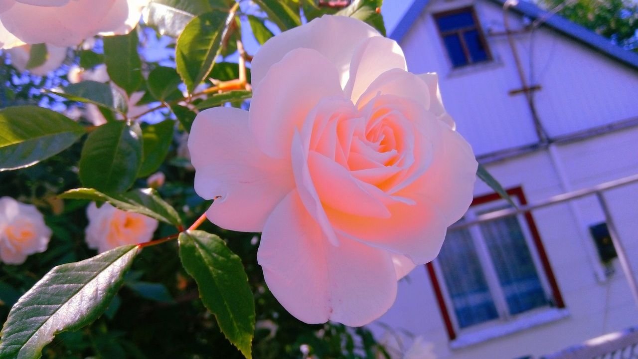 Pale pink rose in front of a cottage window