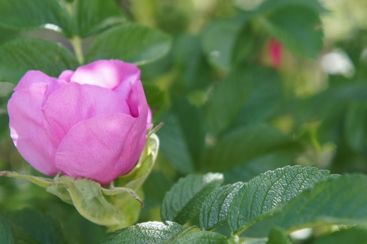 Pink rose bud among green leaves