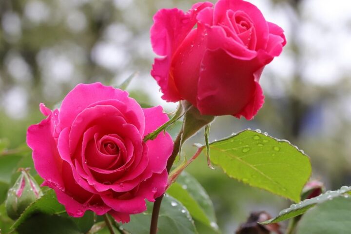 Two bright pink roses in a garden