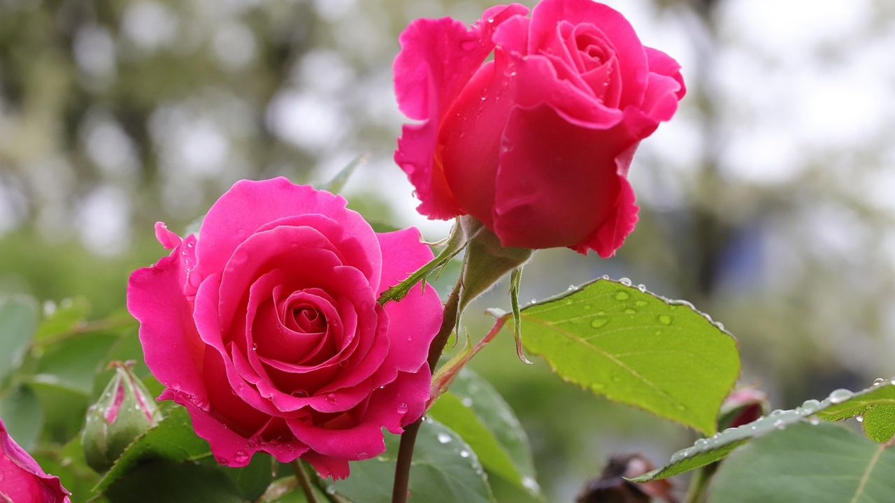 Two bright pink roses in a garden