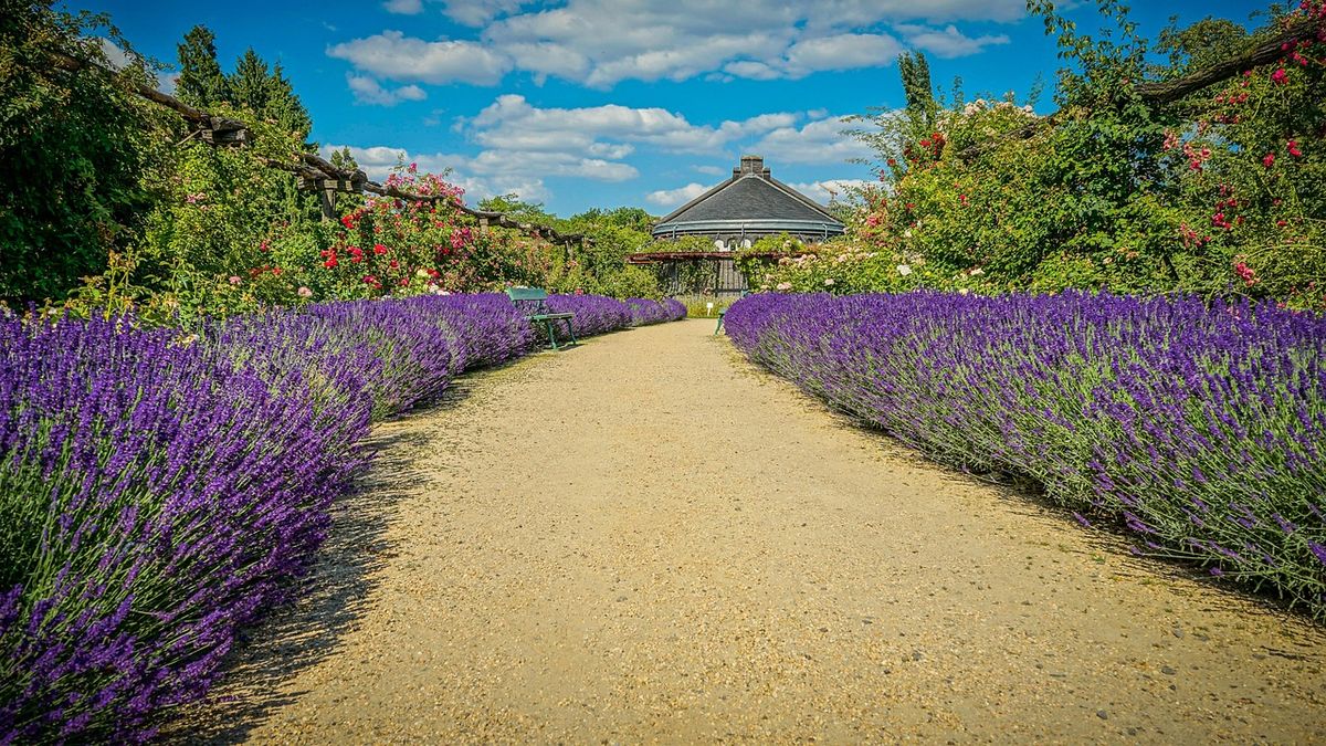 Path lined with lavender leading to a garden pavilion