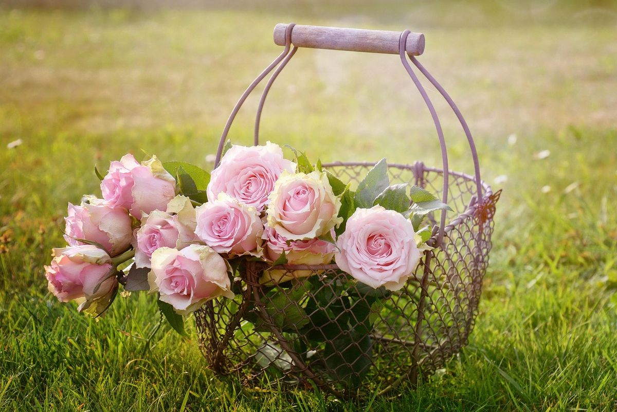 Wire basket of pale pink roses on the grass