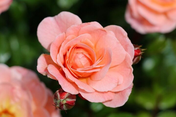Peach-coloured roses in full bloom