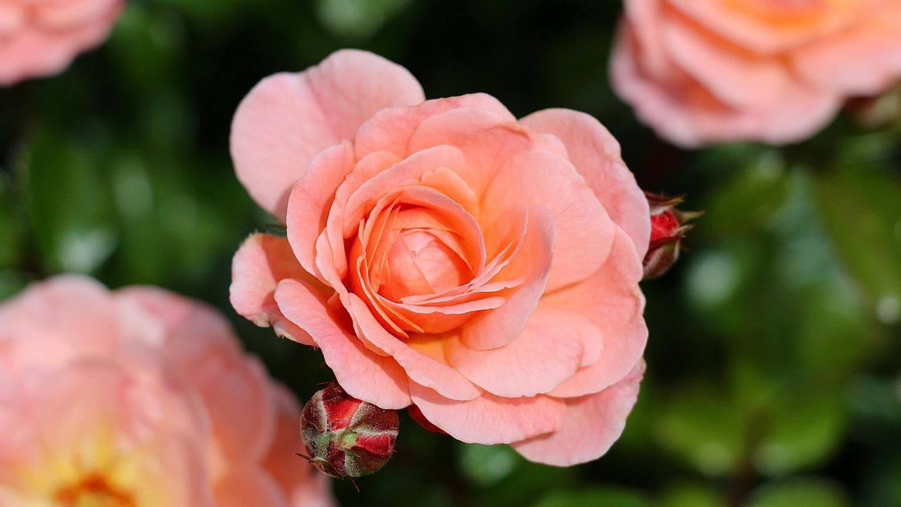 Peach-coloured roses in full bloom
