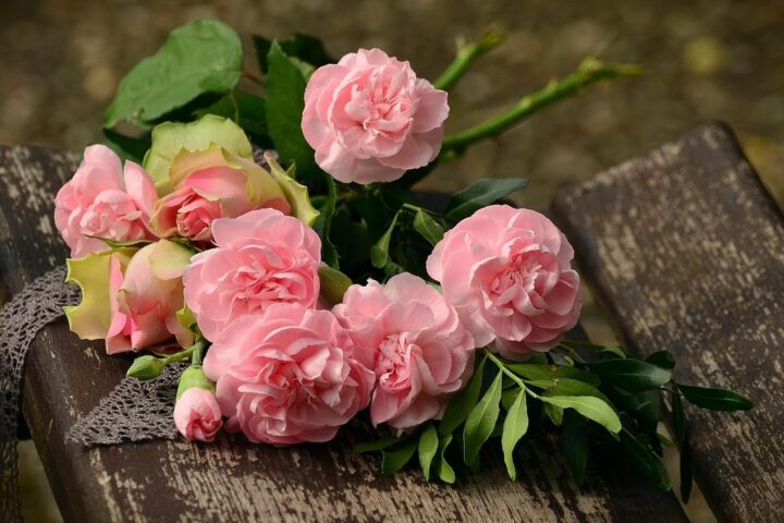 Bunch of pink roses resting on a wooden bench