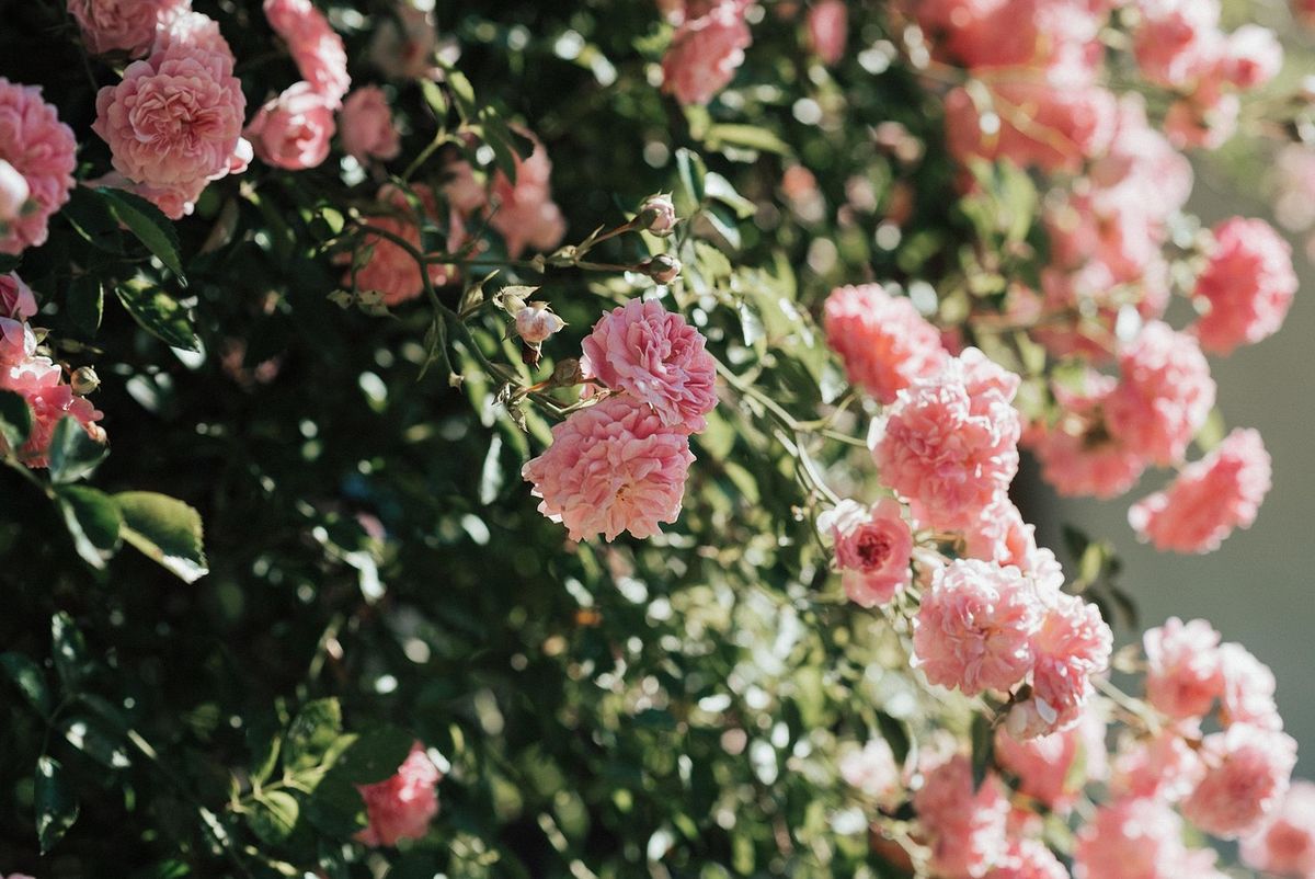 Rambling bush covered in pink roses