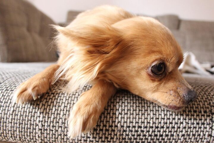 Small fluffy dog resting on a sofa