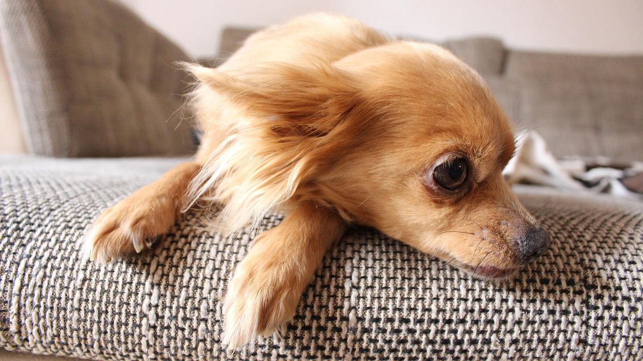Small fluffy dog resting on a sofa
