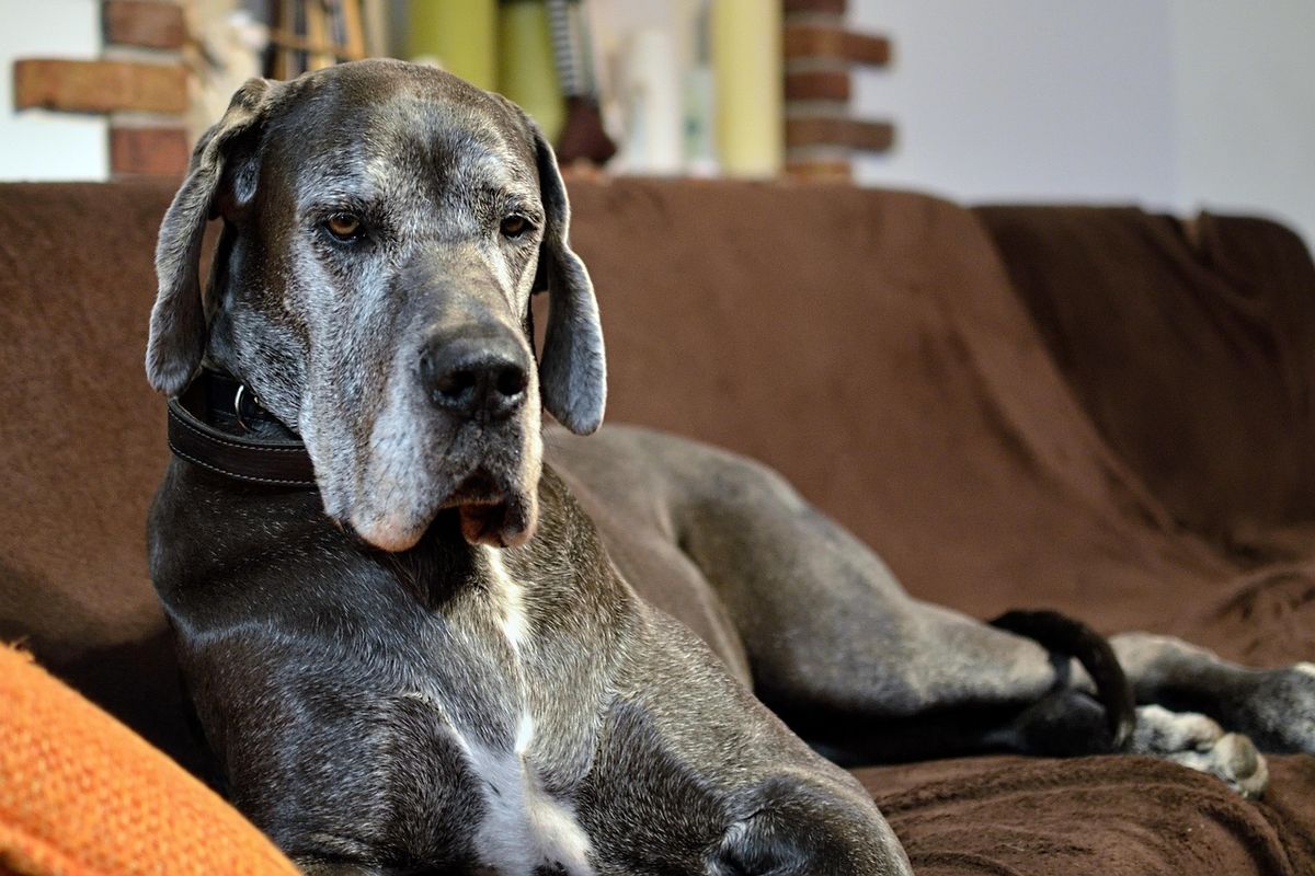 Large Great Dane lying on a living-room couch