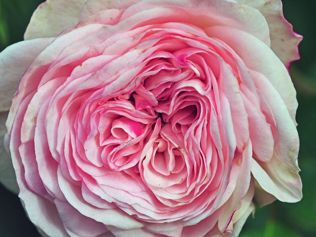 Close-up of a full pink rose bloom