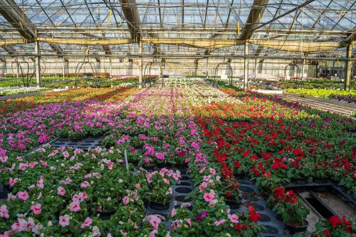 Greenhouse filled with rows of colourful flowering plants
