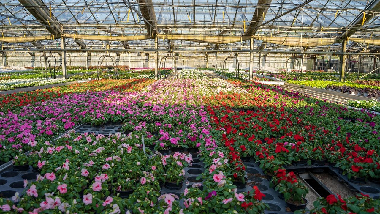 Greenhouse filled with rows of colourful flowering plants