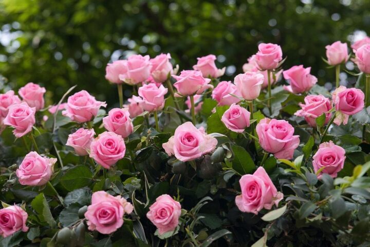 Bush covered in pink roses