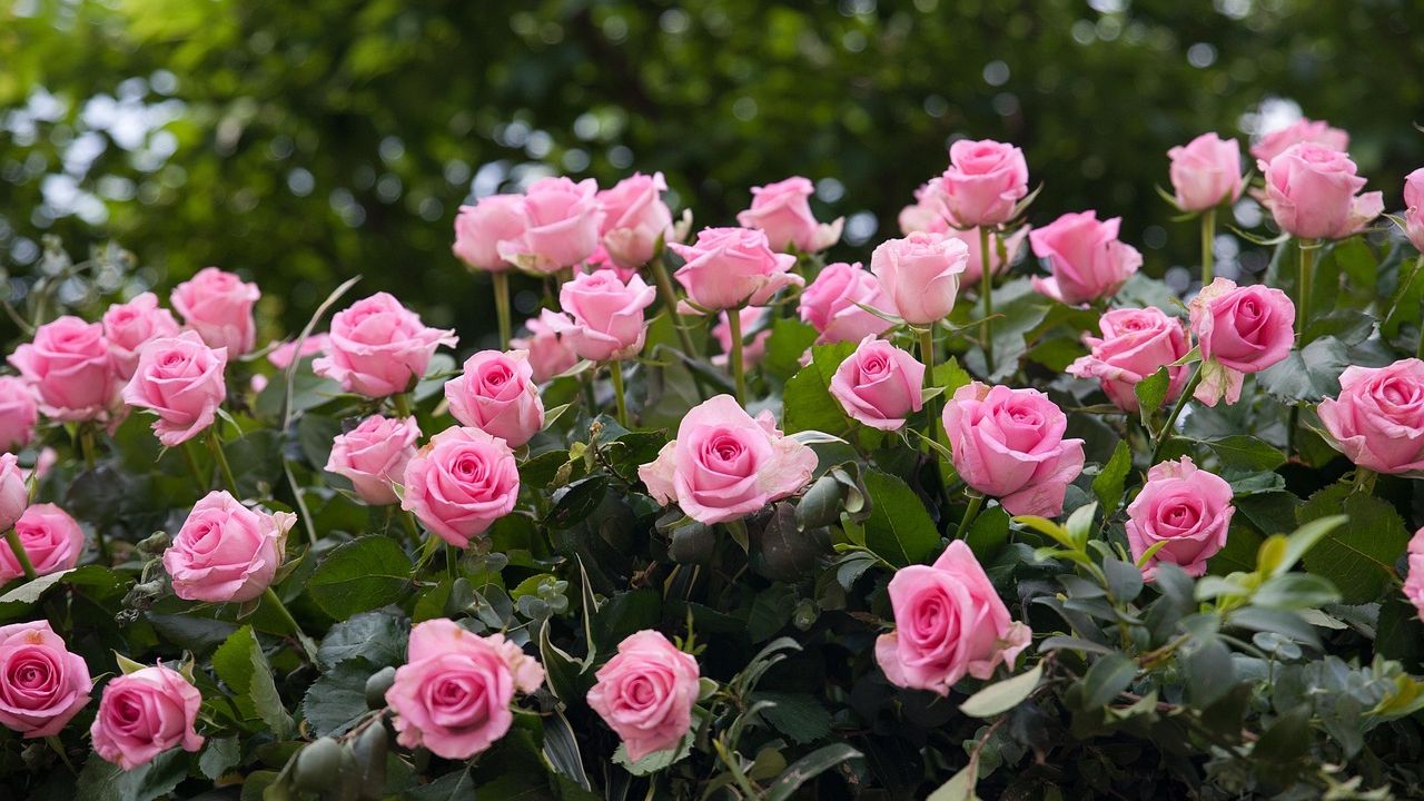 Bush covered in pink roses