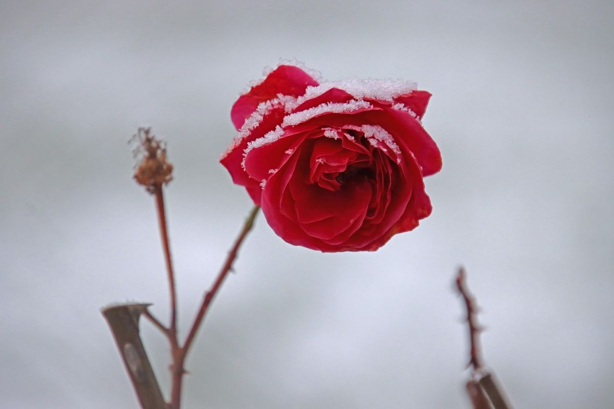 Red rose dusted with snow