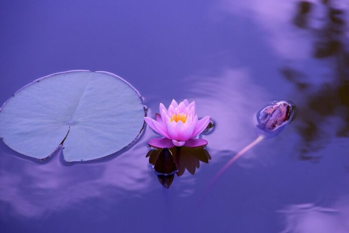 Pink lotus flower on still purple water
