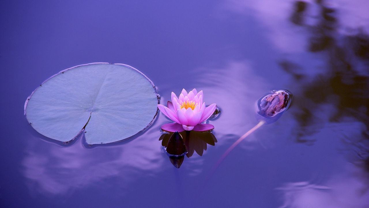 Pink lotus flower on still purple water