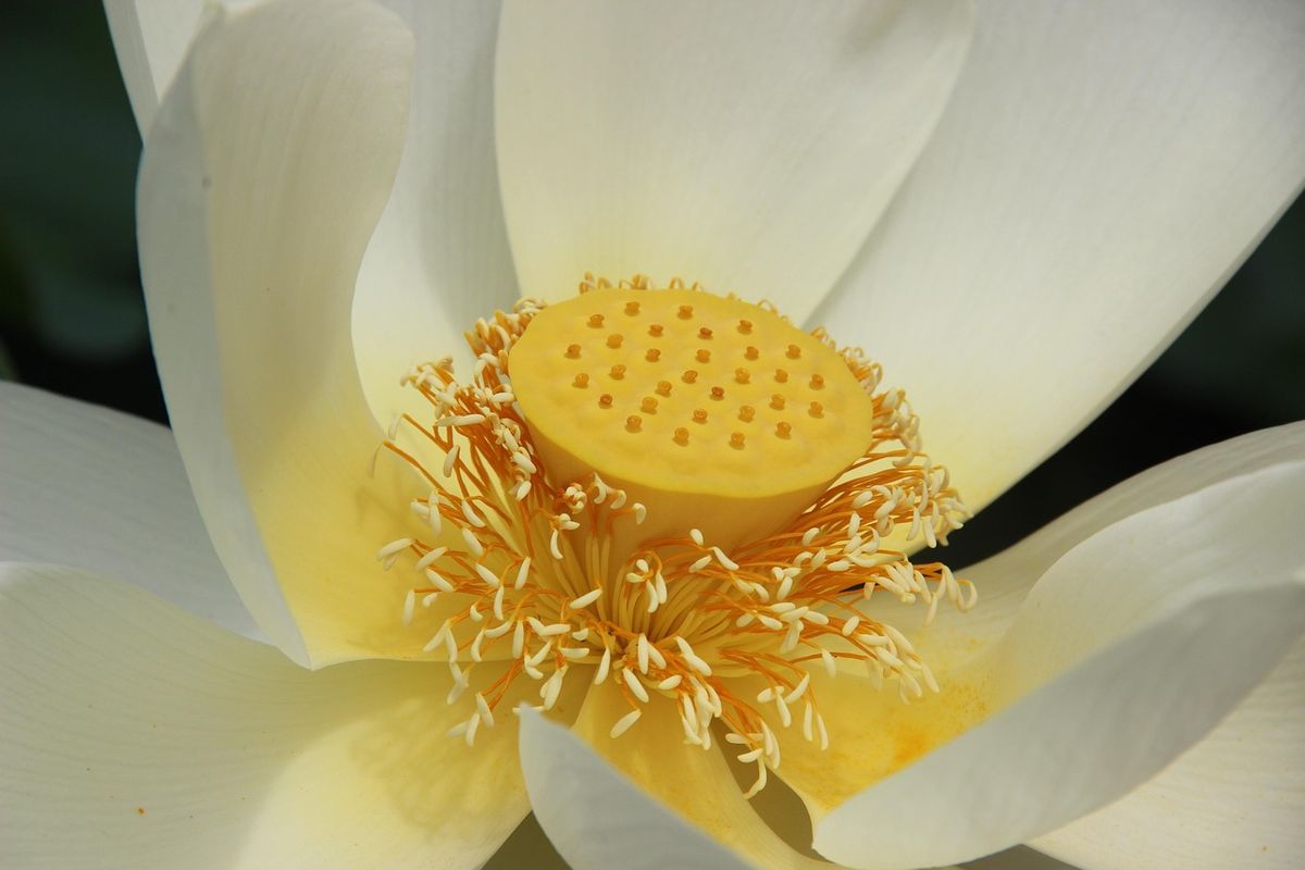 Close-up of a white lotus flower centre