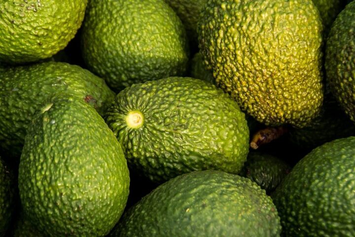 Avocados, harvest, fruit, organic, healthy, hass avocado, persea americana, avocados, avocados, avocados, avocados, avocados, fruit, fruit, fruit