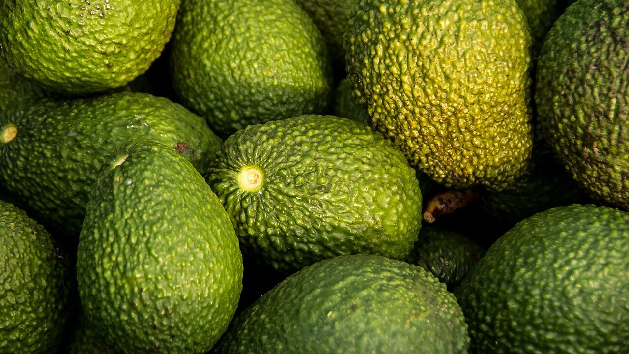 Avocados, harvest, fruit, organic, healthy, hass avocado, persea americana, avocados, avocados, avocados, avocados, avocados, fruit, fruit, fruit