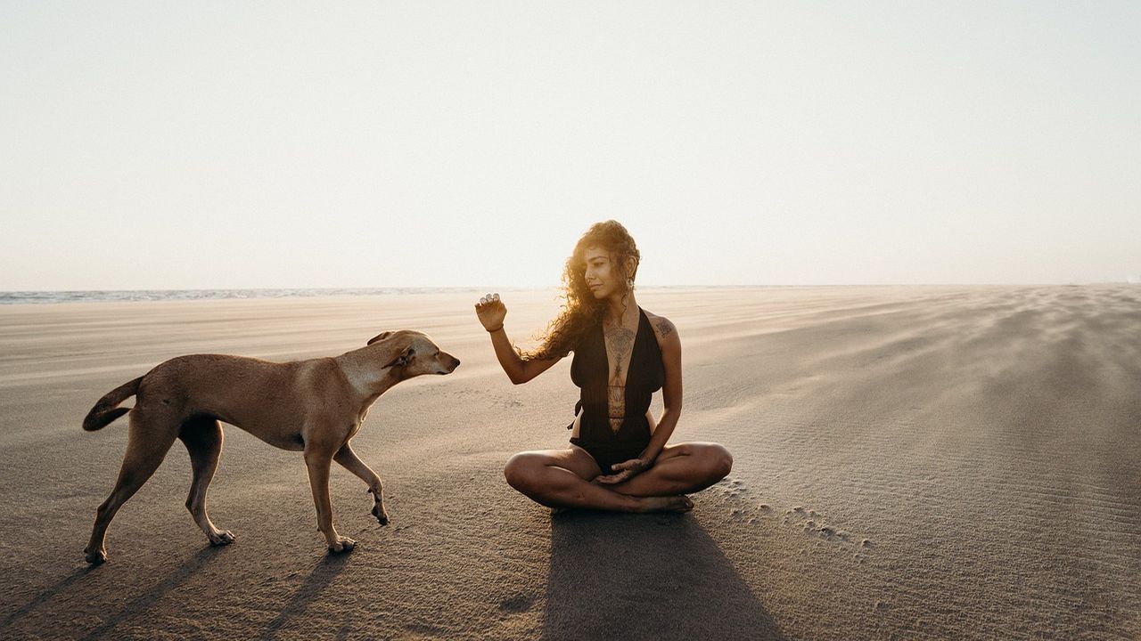 Woman sitting on a beach reaching out to a dog